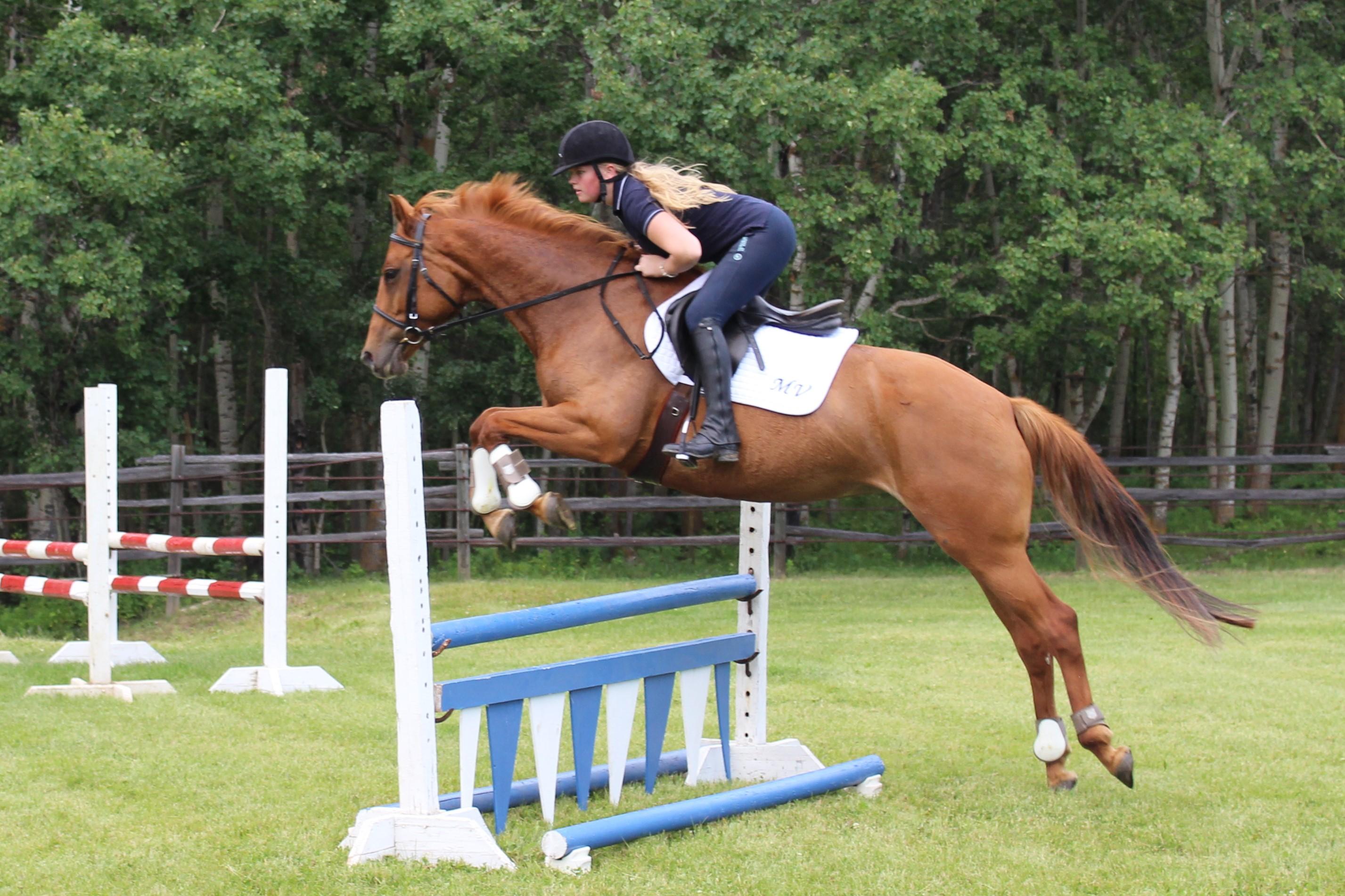 Hunter or Equitation Mare Trakehner Hunter